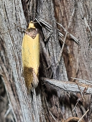 Merocroca automima