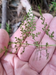 Lindsaea microphylla