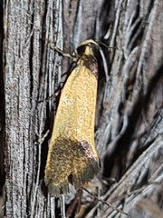 Merocroca automima