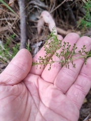 Lindsaea microphylla