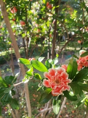 Punica granatum