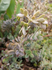 Kalanchoe fedtschenkoi
