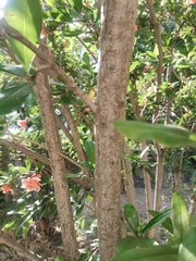 Punica granatum