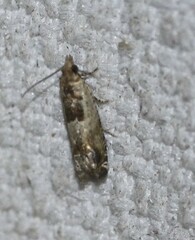 Crocidosema plebejana