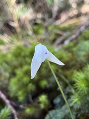 Codonorchis lessonii