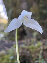 Codonorchis lessonii