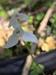 Codonorchis lessonii