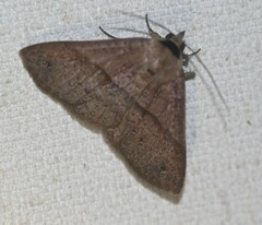 Ophyx eurrhoa