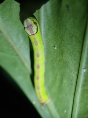 Eupanacra elegantulus