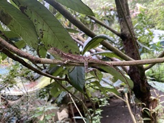 Diploderma polygonatum xanthostomum