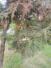 Thuja