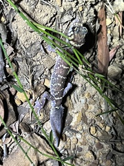 Underwoodisaurus milii