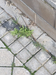 Dittrichia viscosa
