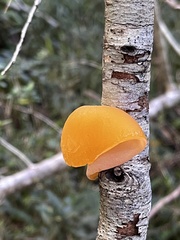 Aleurodiscus vitellinus