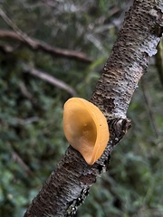 Aleurodiscus vitellinus