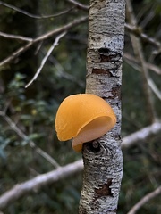 Aleurodiscus vitellinus