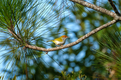 Orthotomus atrogularis