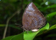 Arhopala centaurus