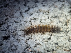 Creatonotos
