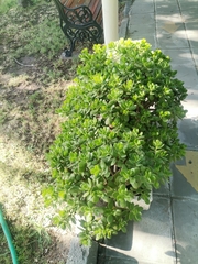 Crassulaceae