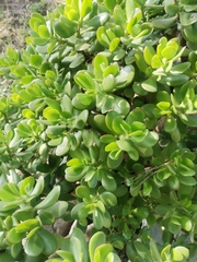 Crassulaceae