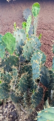 Opuntia alta