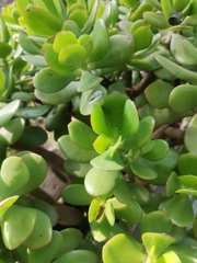 Crassulaceae
