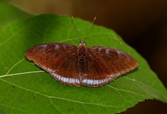 Tanaecia whiteheadi