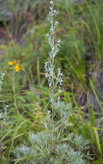 Artemisia sericea