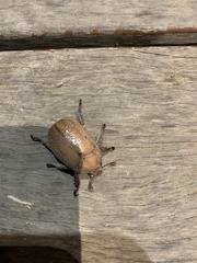 Anoplognathus velutinus