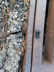 Carabus impressus