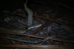 Simalia amethistina