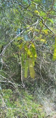 Senegalia praecox