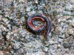 Ommatoiulus sabulosus