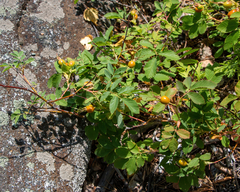 Rosa glabrifolia