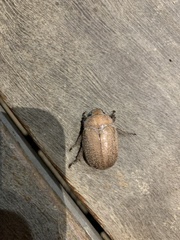 Anoplognathus velutinus