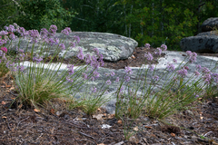 Allium rubens