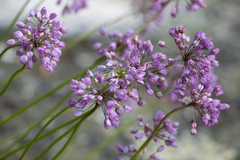 Allium rubens