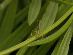 Orthodera ministralis