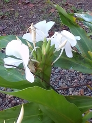 Hedychium coronarium image