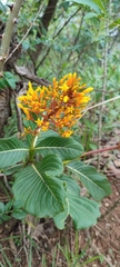 Palicourea rigida