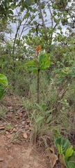 Palicourea rigida
