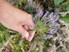Agapanthus praecox