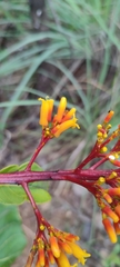 Palicourea rigida