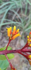 Palicourea rigida
