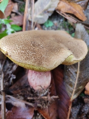 Xerocomellus chrysenteron