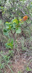 Palicourea rigida