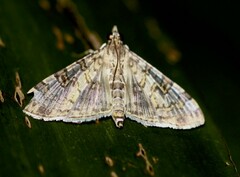 Dysallacta negatalis