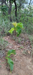 Palicourea rigida