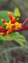 Palicourea rigida